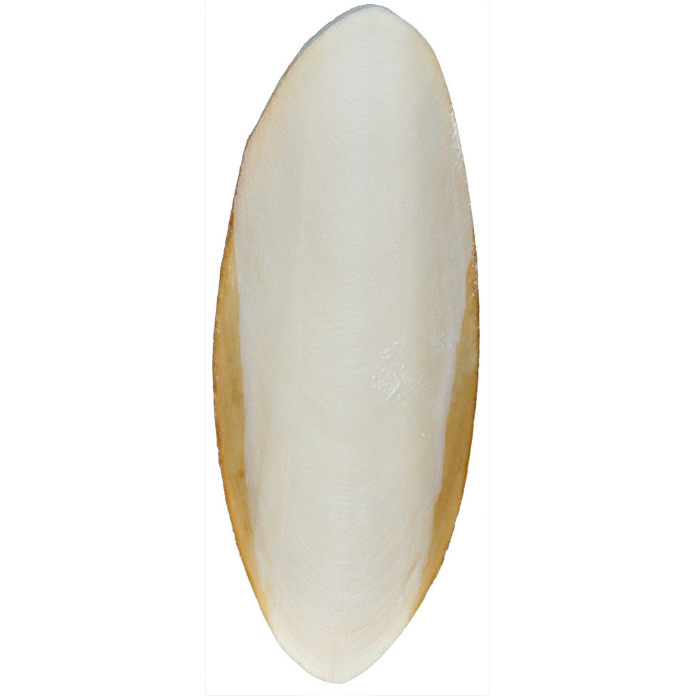 Sepiaskal 15-20 cm