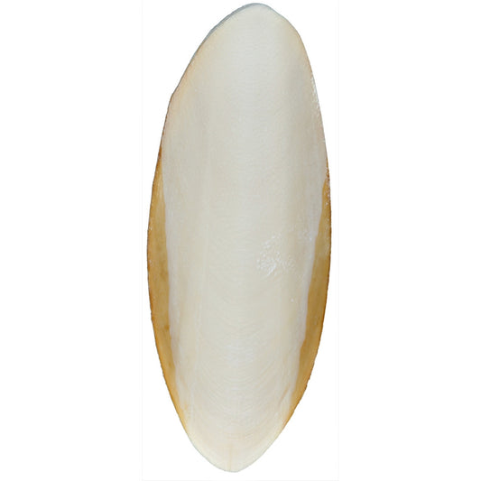 Sepiaskal 15-20 cm