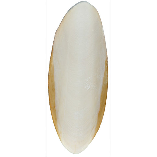 Sepiaskal